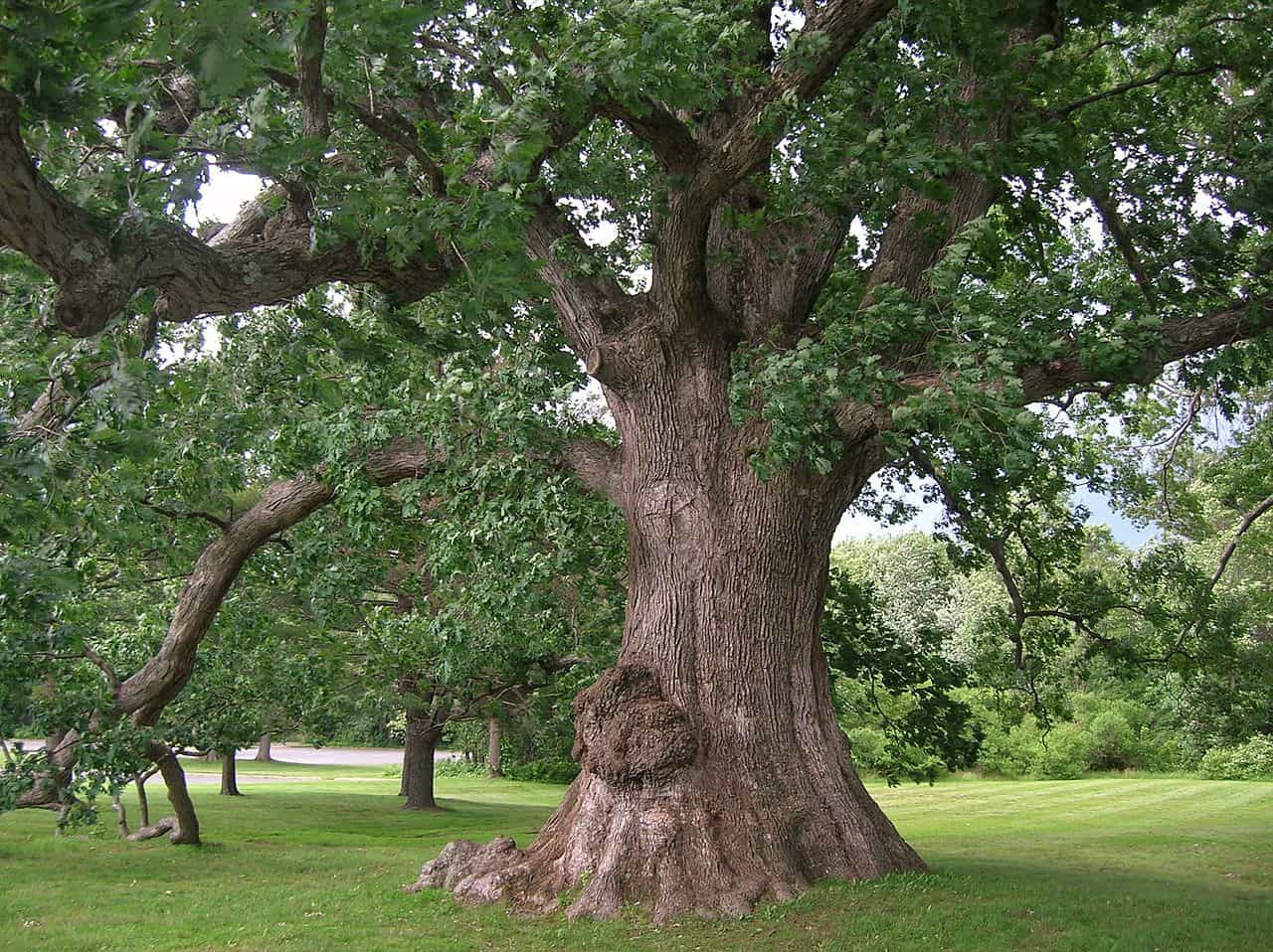 10 Amazing Facts About Oak