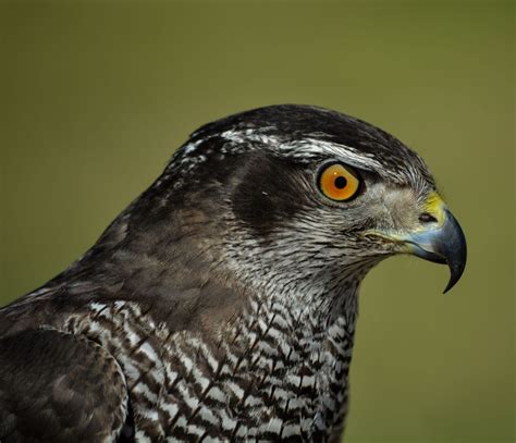 10 Interesting Facts About Falcons Cool Kid Facts