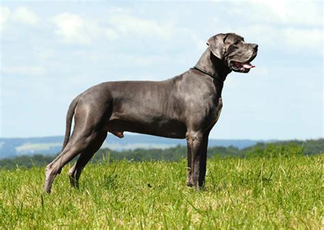 10 Most Popular Big Dog Breeds That Will Steal Your Heart Blogging Org