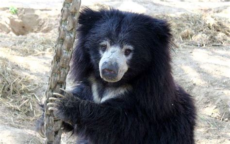 10 Reasons Why Sloth Bears Are The Cutest One Green Planetone Green