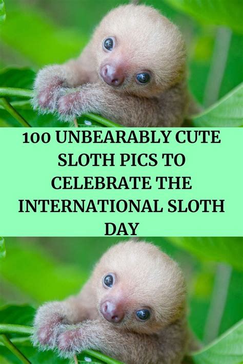 100 Unbearably Cute Sloth Pics To Celebrate The International Sloth Day