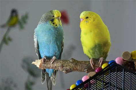 13 Types Of Budgies Parakeets Bird Feeder Hub