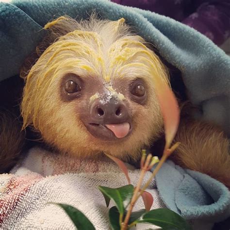 15 Unbearably Cute Sloth Pics To Celebrate The International Sloth Day