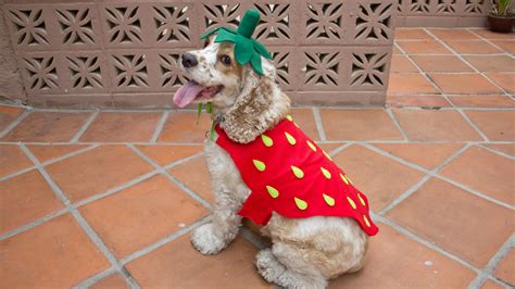 20 Adorable Diy Dog Costumes For Halloween