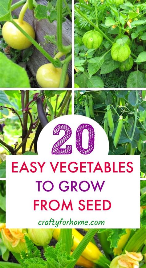 20 Easy To Grow Vegetables From Seed Easy Vegetables To Grow Regrow