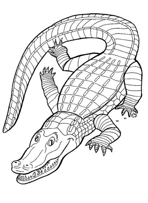 20 Free Printable Alligator Coloring Pages Everfreecoloring Com