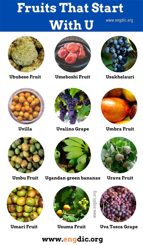 20 Fruits That Start With U Properties And Pictures Engdic