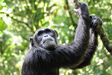 20 Interesting Facts About Chimpanzees