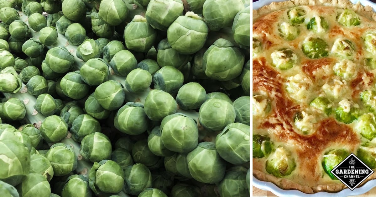 20 Ways To Use Brussels Sprouts