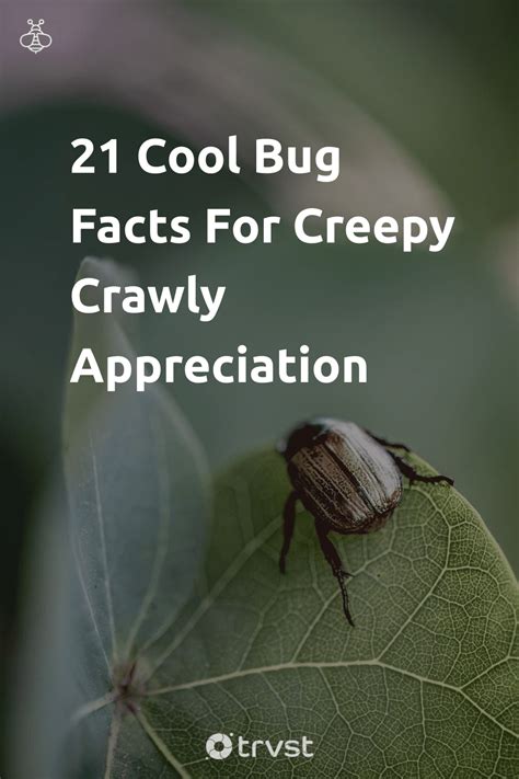 21 Cool Bug Facts For Creepy Crawly Appreciation