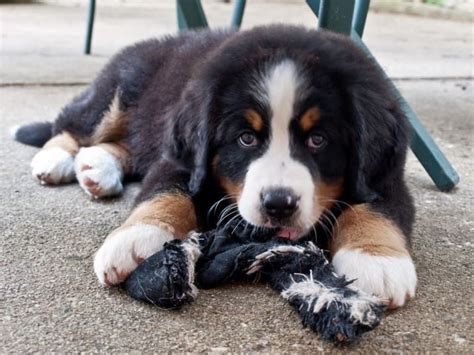 23 Reasons Bernese Mountain Dogs Are The Champions Of Our Hearts Artofit