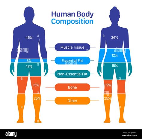 3 This Graph Shows The Body Composition Of An Average Male What Can