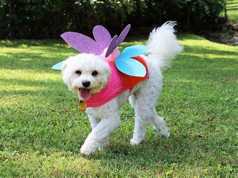 30 Best Dog Halloween Costumes Cute Dog Costume Ideas