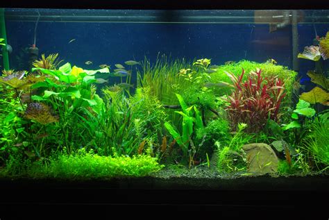 33 Attractive Aquarium Background Technosamrat