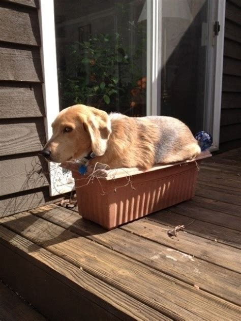 33 Funny Dogs That Will Do Whatever It Takes To Sit Wherever They Fit