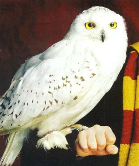 39 Best Harry Potter Hedwig Images On Pinterest Harry Potter Stuff