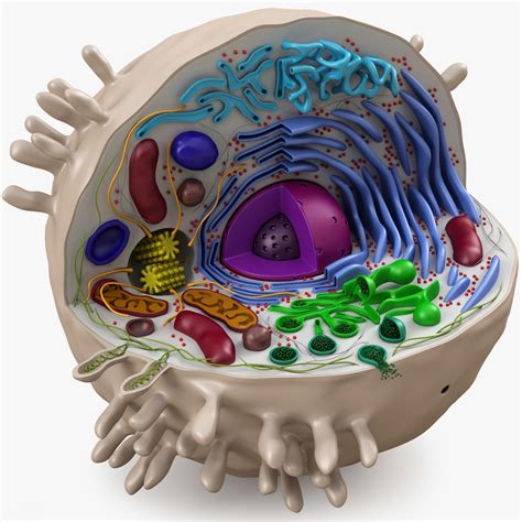 3D Animal Cell Model Labeled