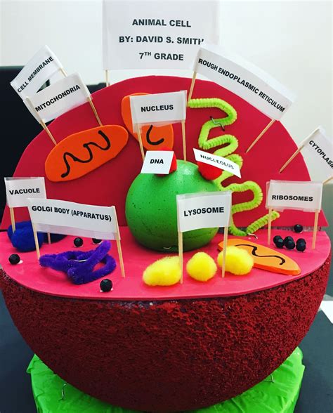 3D Animal Cell Models With Labels