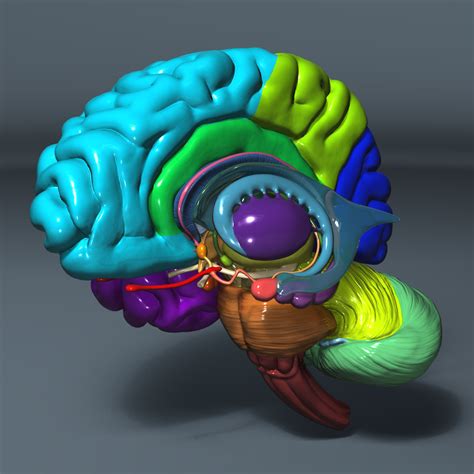 Exploring the Human Mind: 3D Brain Model Insights