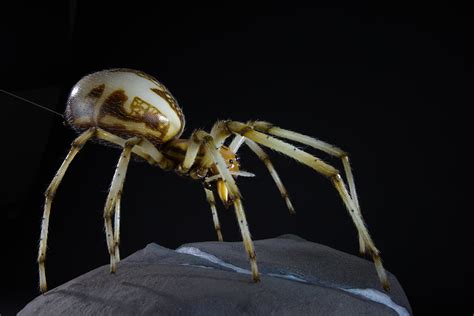 3D Print Spider Sheet Weaver Linyphia Triangularis Zbrushcentral