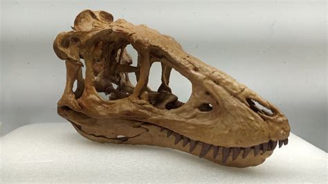 3D Printed Juvenile T Rex Skull Etsy