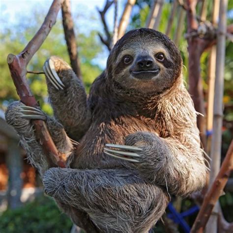 40 Adorable Sloth Pictures You Need In Your Life Reader S Digest