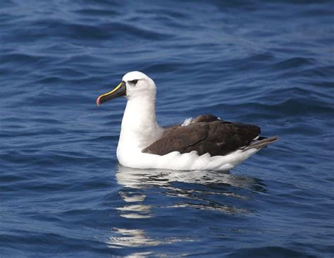 40 Albatross Facts About The Most Legendary Bird