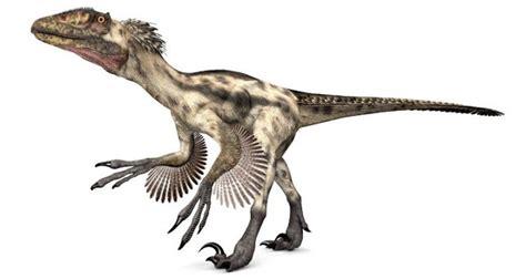 5 Fun Facts About Dromaeosaurus For Kids