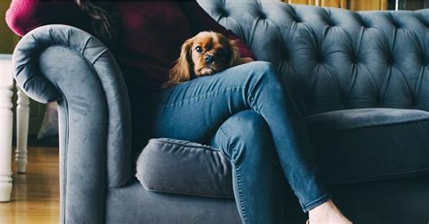 5 Fun Ways To Entertain Your Dog In An Apartment