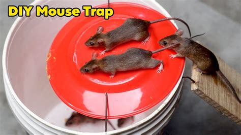 5 Gallon Bucket Mouse Trap Most Effective Live Rat Trap Youtube