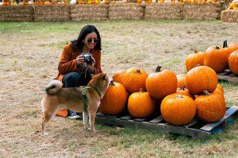 5 Insights From A Day At The Pumpkin Patch To Help Amateur