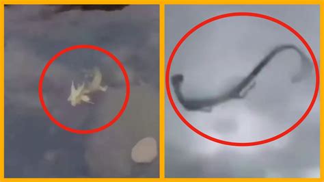 5 Real Chinese Dragon Caught On Camera Spotted In Real Life Youtube