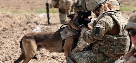 5 Types Of Military Dogs