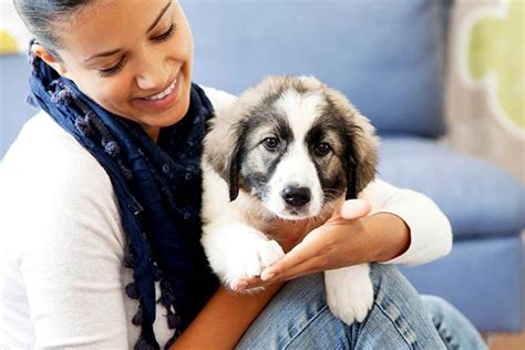 5 Ways Dogs Help Humans Be Healthier And Happier American Kennel Club