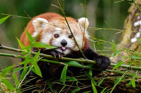 50 Adorable Facts About The Red Pandas You Have To Know Facts Net