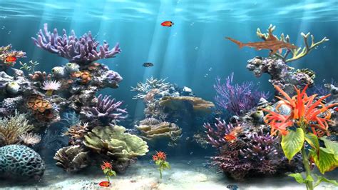 50 Best Aquarium Backgrounds Free Premium Templates