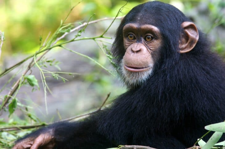 50 Chimpanzee Facts About The Great Ape Facts Net