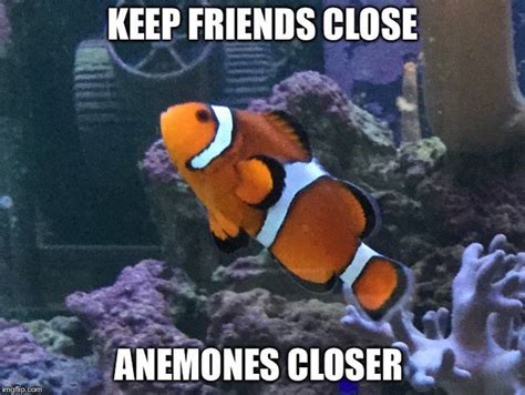 50 Fish Memes That Will Have You Reeling With Laughter Always Pets