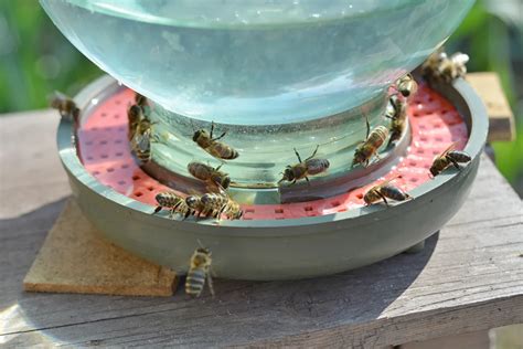 7 Bee Watering Station Ideas To Provide Drinking Water For Bees