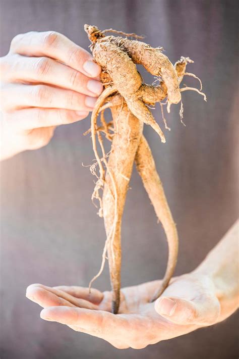 7 Mandragora Mandrake Root Ideas Mandrake Mandrake Root Root