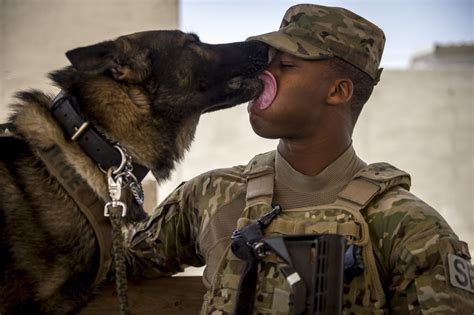 9 Biggest Myths About Military Working Dogs We Are The Mighty