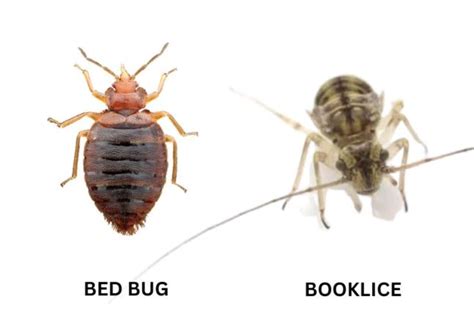 9 Bugs That Look Like Bed Bugs Lawnstarter