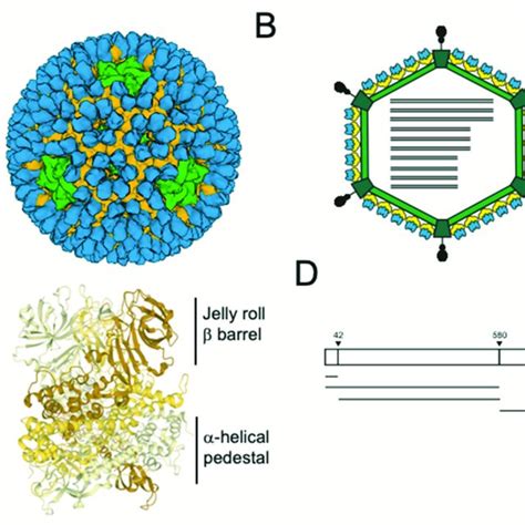 A Cryoelectron Microscopy Cryoem Structure Of Reovirus Virions