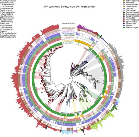 A Large 3 737 Genome Phylogeny Annotated With Functional Genomic