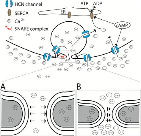 A Model Demonstrating How Hcn Channels Affect Fusion Of Secretory