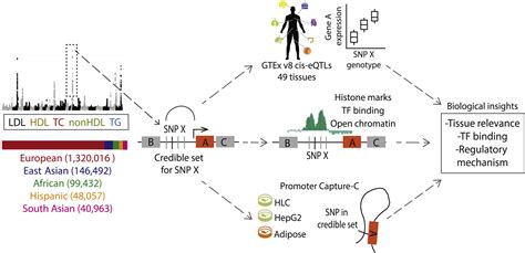 A Multi Layer Functional Genomic Analysis To Understand Noncoding