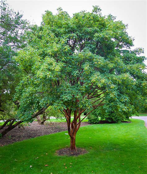 Acer Griseum Paperbark Maple Trees For Sale