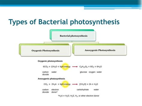 Aerobic Bacteria and Photosynthesis: Unlocking Nature's Power