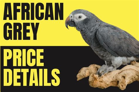 5 Ways to Buy an African Grey Parrot