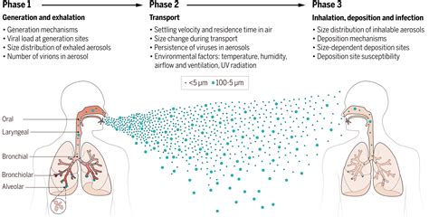 Airborne Transmission Of Respiratory Viruses Science